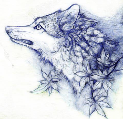 wolf in sky image