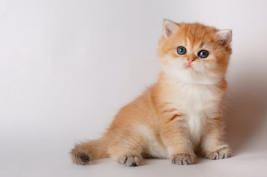 golden kitten image